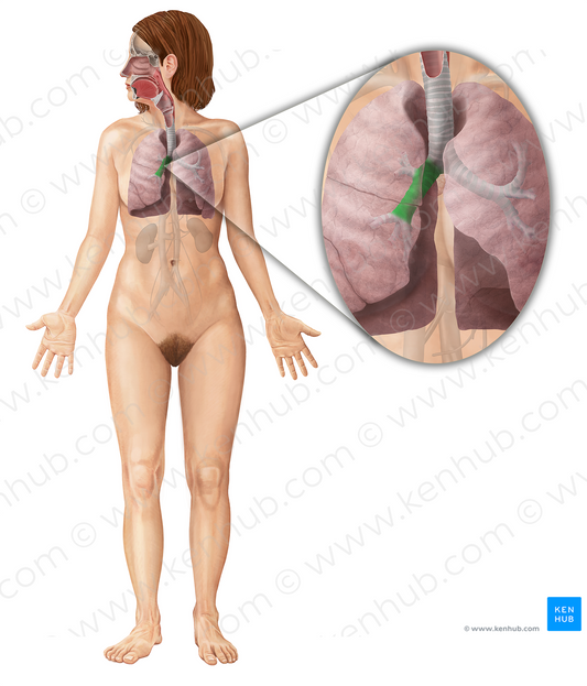 Right main bronchus (#2215)