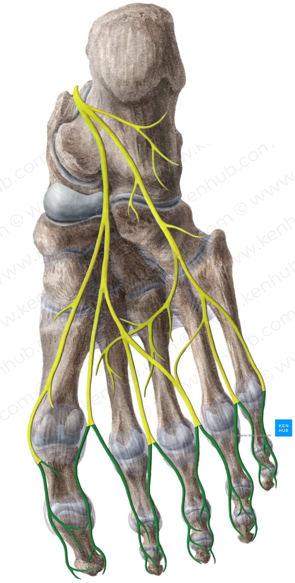 Proper plantar digital nerves (#6227)