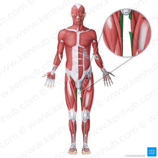 Gracilis muscle (#18687)