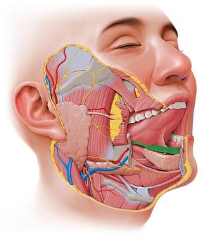 Sublingual fold (#8113)