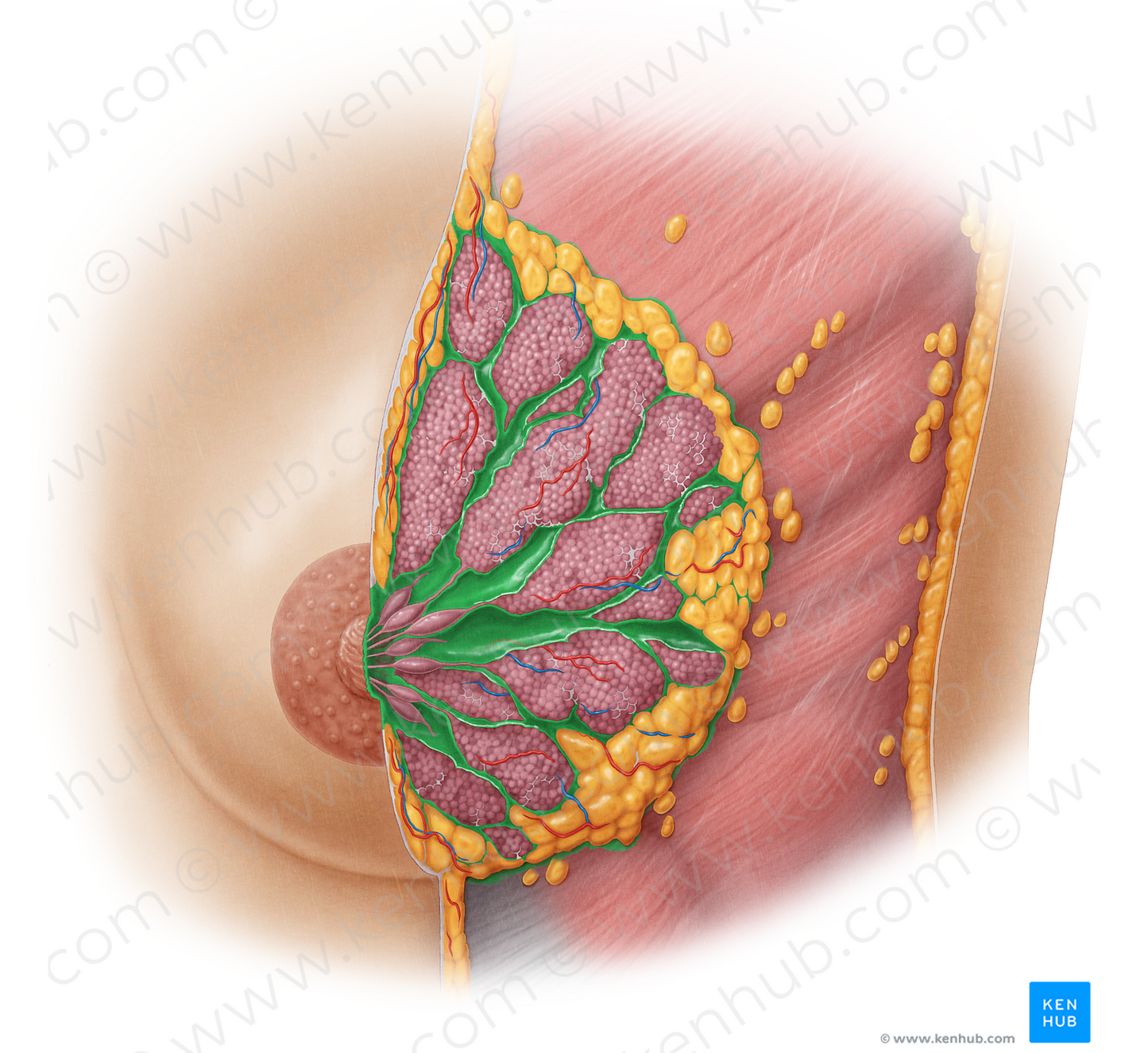 Suspensory ligaments of breast (#4466)