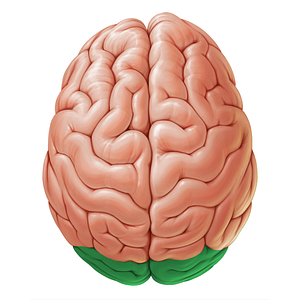 Occipital lobe (#19058)