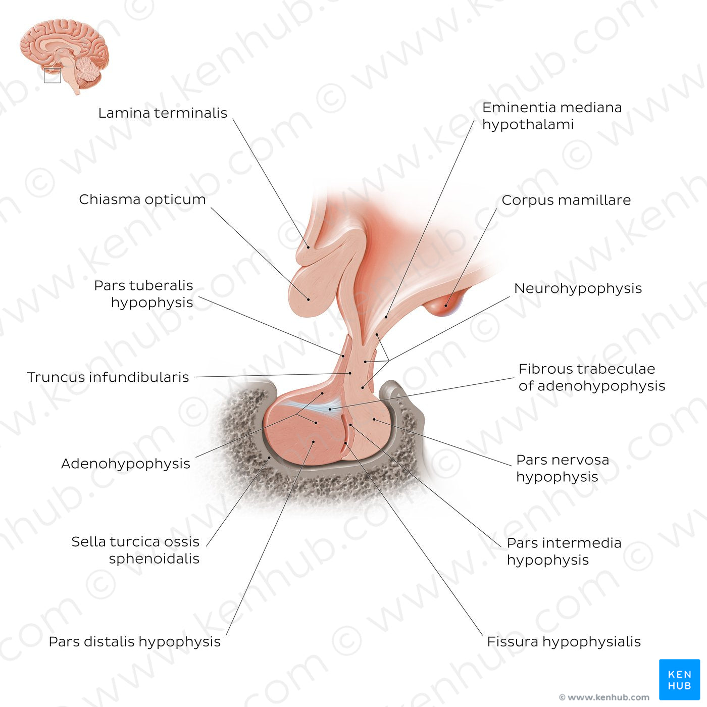 Pituitary gland (Latin)