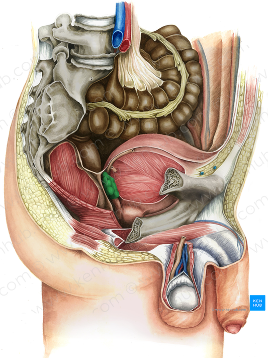 Seminal gland (#11293)