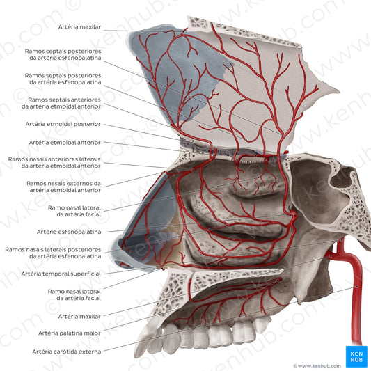 Arteries of the nasal cavity (Portuguese)