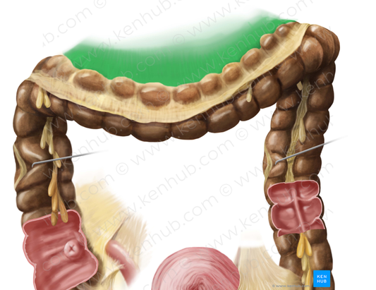 Transverse mesocolon (#5099)