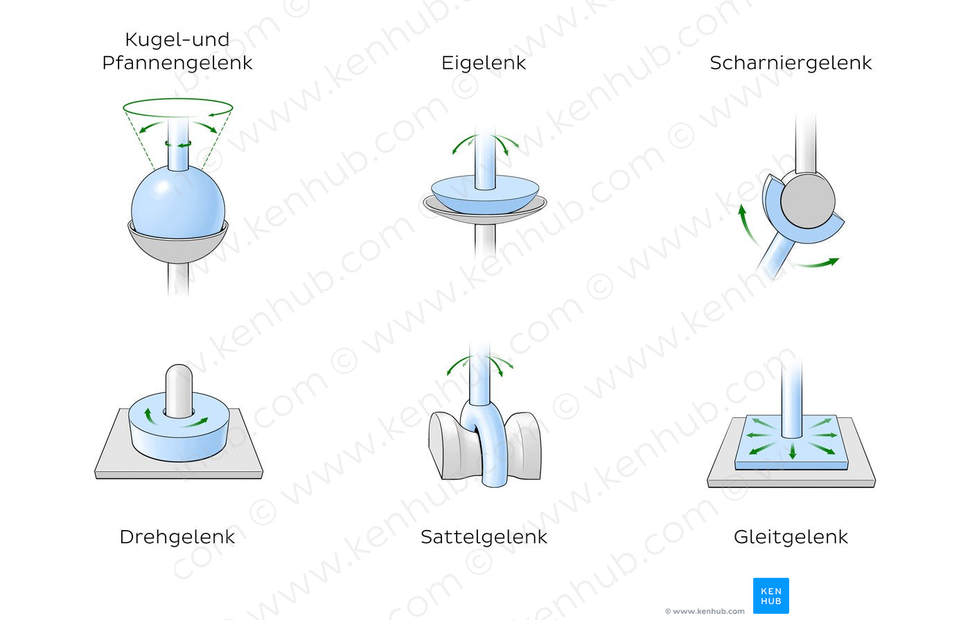 Types of synovial joints (German) Kenhub Image License Store