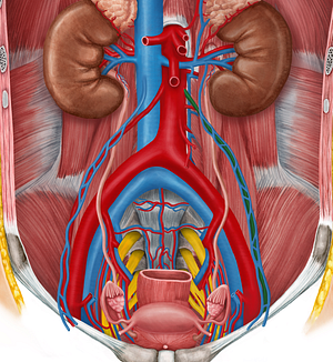 Left ovarian artery (#1578)