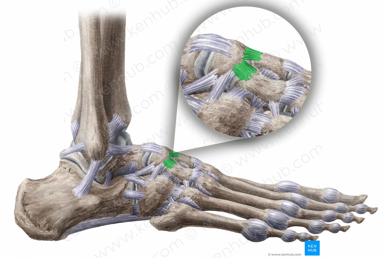 Dorsal cuneonavicular ligaments (#11478)