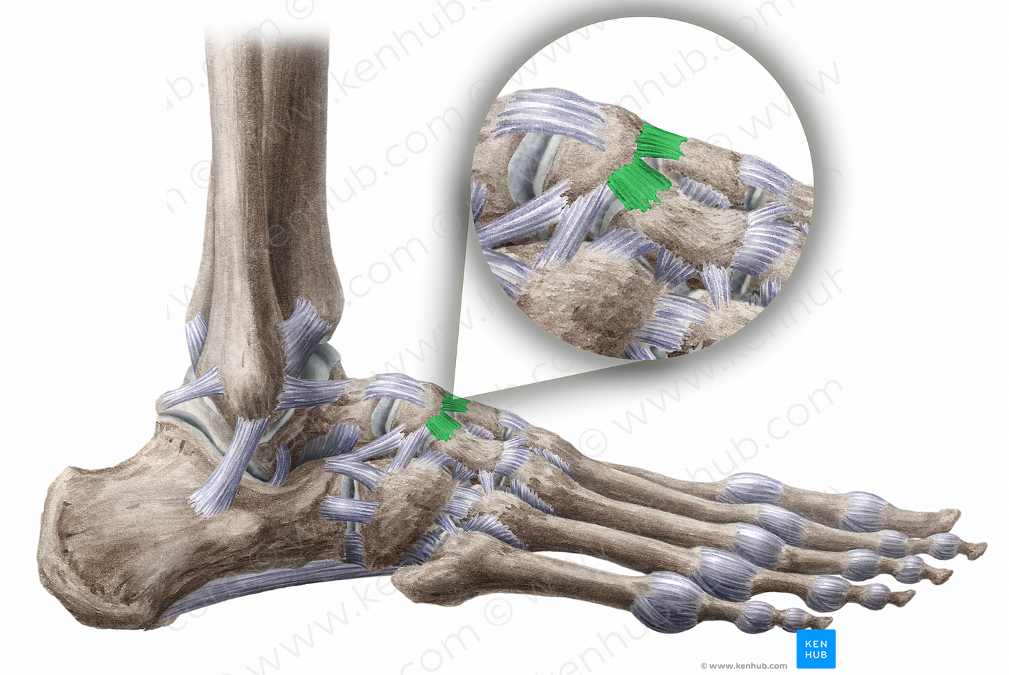 Dorsal cuneonavicular ligaments (#11478)