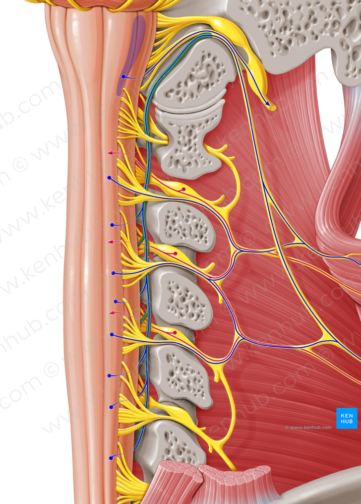 Spinal root of accessory nerve (#8465)