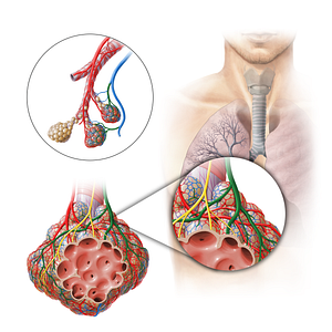 Pulmonary venule (#11306)