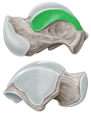 Medial malleolar facet of talus (#3516)