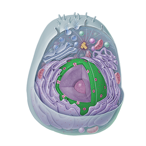 Nuclear envelope (#15332)