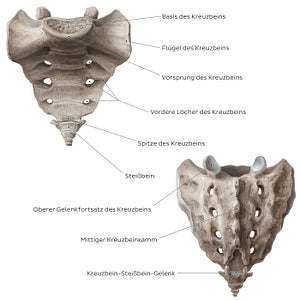 Sacrum and coccyx (German)