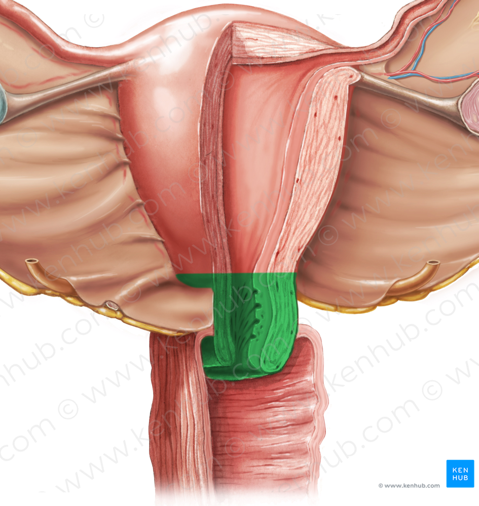 Cervix of uterus (#2578)