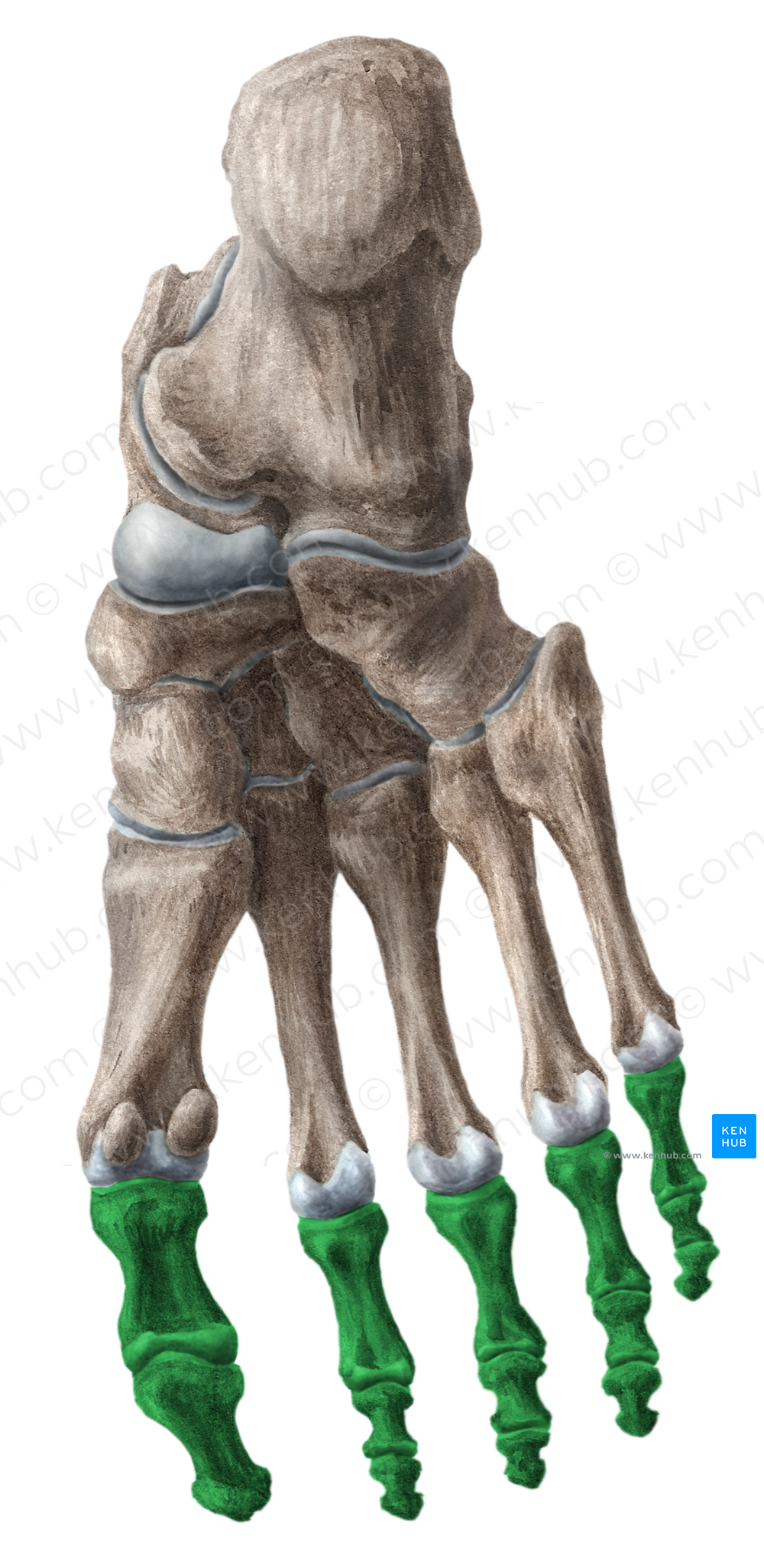 Phalanges of foot (#7494)