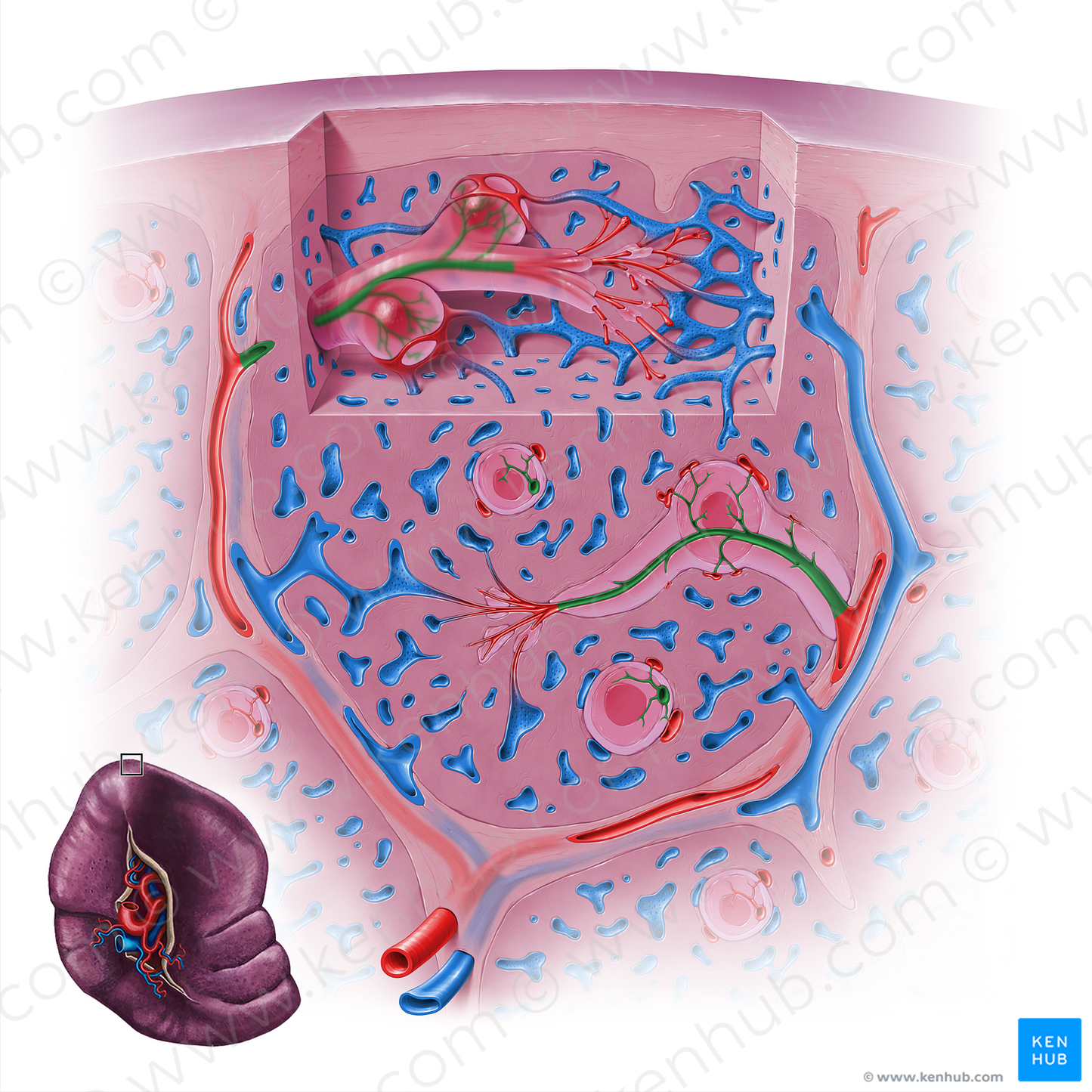 Central arteriole of spleen (#18127)