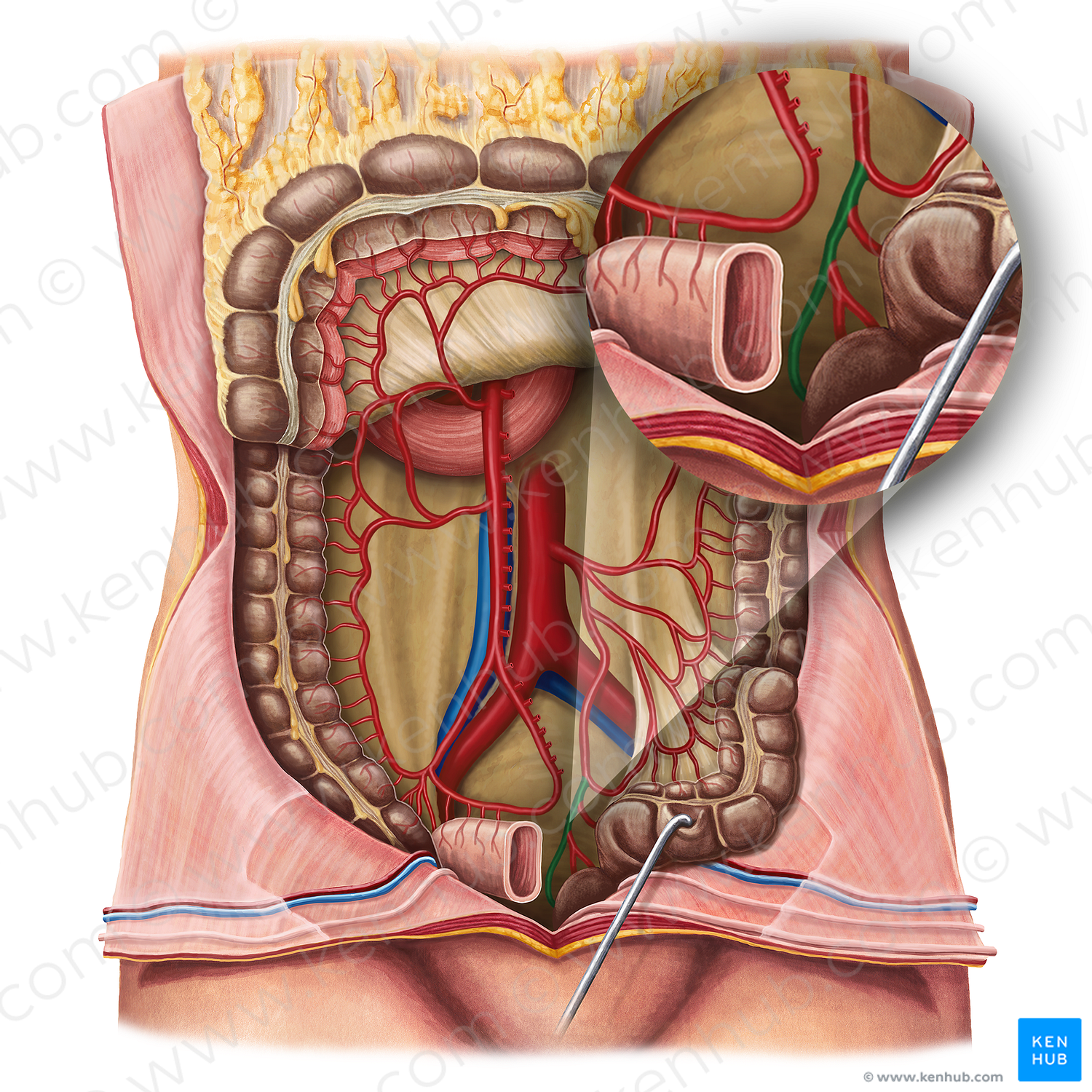 Superior anorectal artery (#1738)