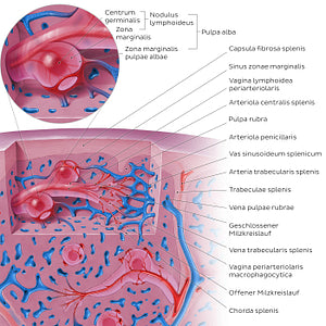 Spleen microcirculation (DE-LT version) (Latin)