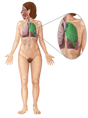 Superior lobe of left lung (#4876)