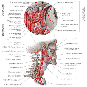 Arteries of the head: External carotid artery (Latin)