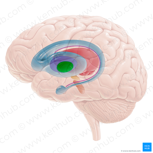 Medial segment of globus pallidus (#16705)