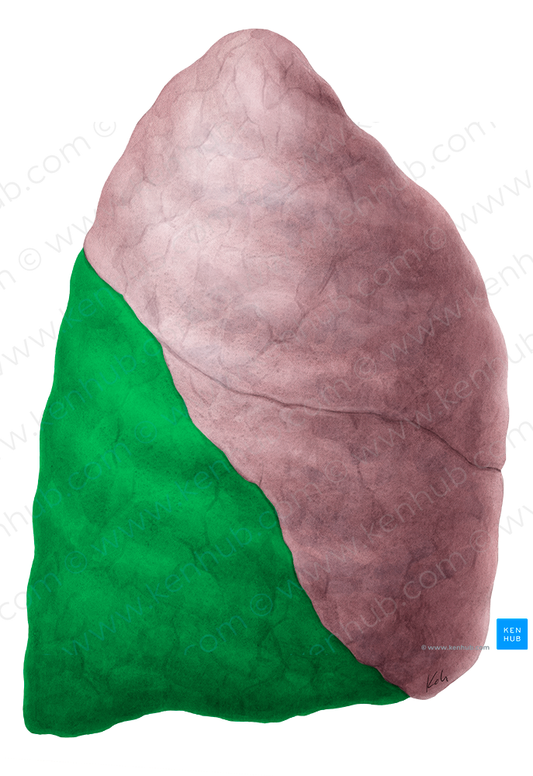 Inferior lobe of right lung (#4820)