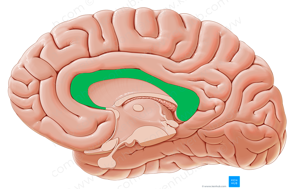 Corpus callosum (#2897)