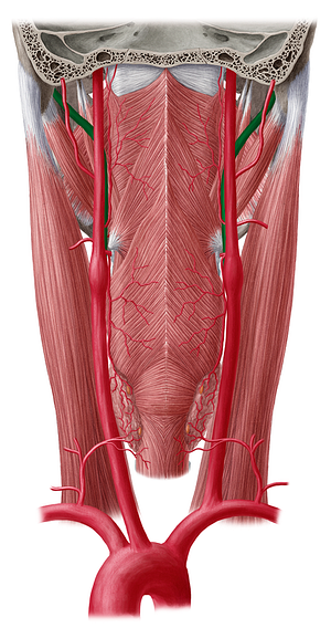 External carotid artery (#954)