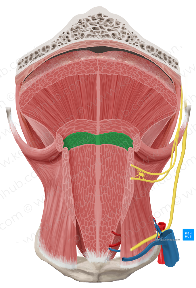 Inferior longitudinal muscle of tongue (#5586)