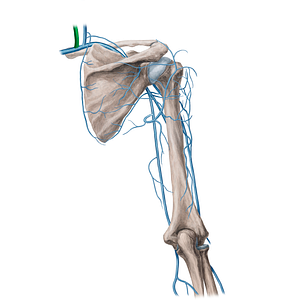 Internal jugular vein (#21750)