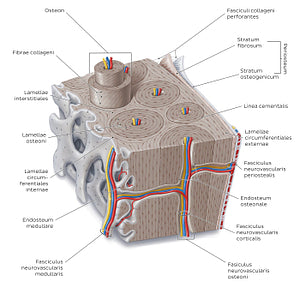 Bone section (Latin)