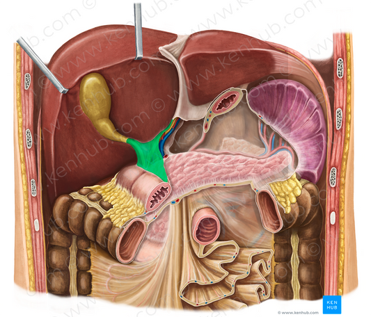 Hepatoduodenal ligament (#4543)