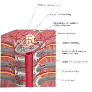 Arteries of the vertebral column (English)