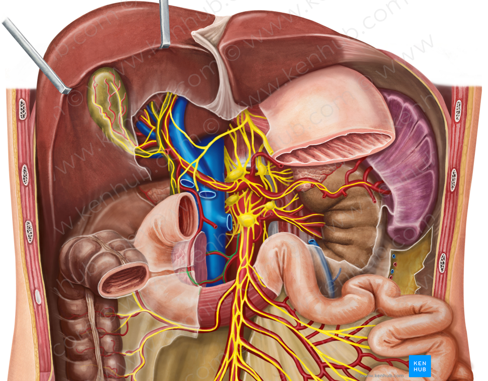 Pancreatic plexus (#8018)