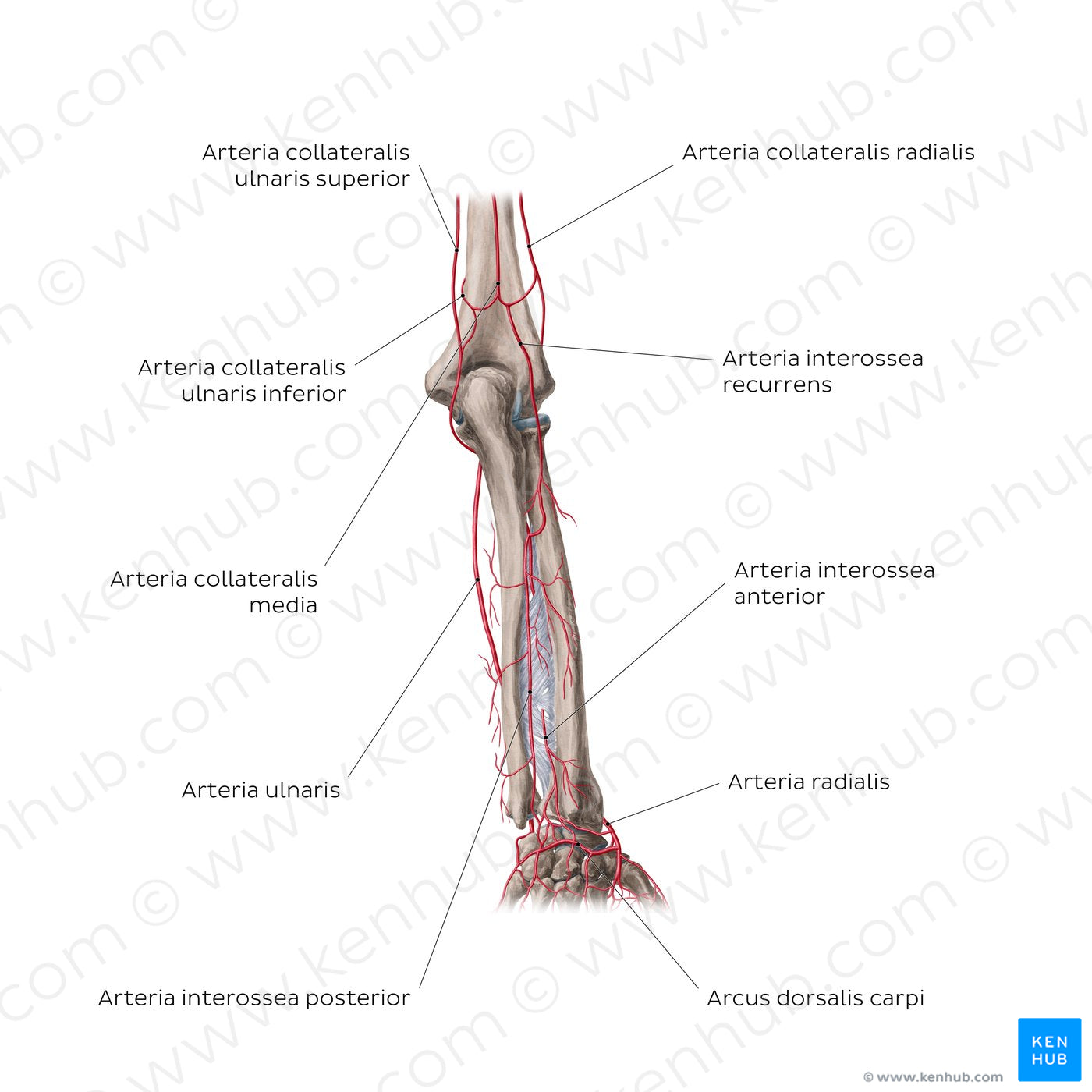 Arteries of the forearm: Posterior view (Latin)
