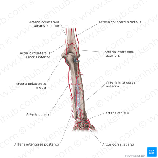 Arteries of the forearm: Posterior view (Latin)