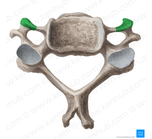 Anterior tubercle of cervical vertebra (#9707)