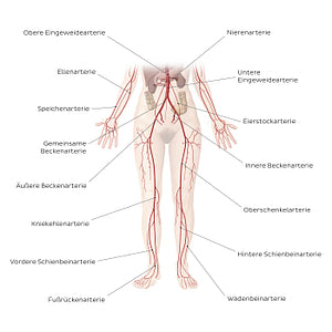 Cardiovascular system: Arteries of the lower part of the body (German)