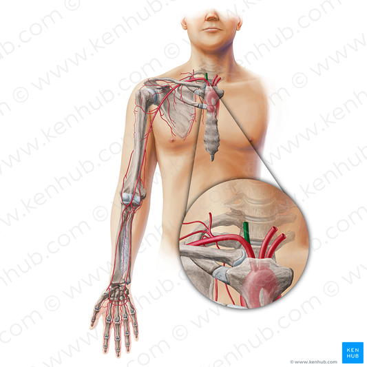 Right common carotid artery (#19429)