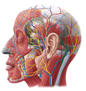 Lesser occipital nerve (#6609)