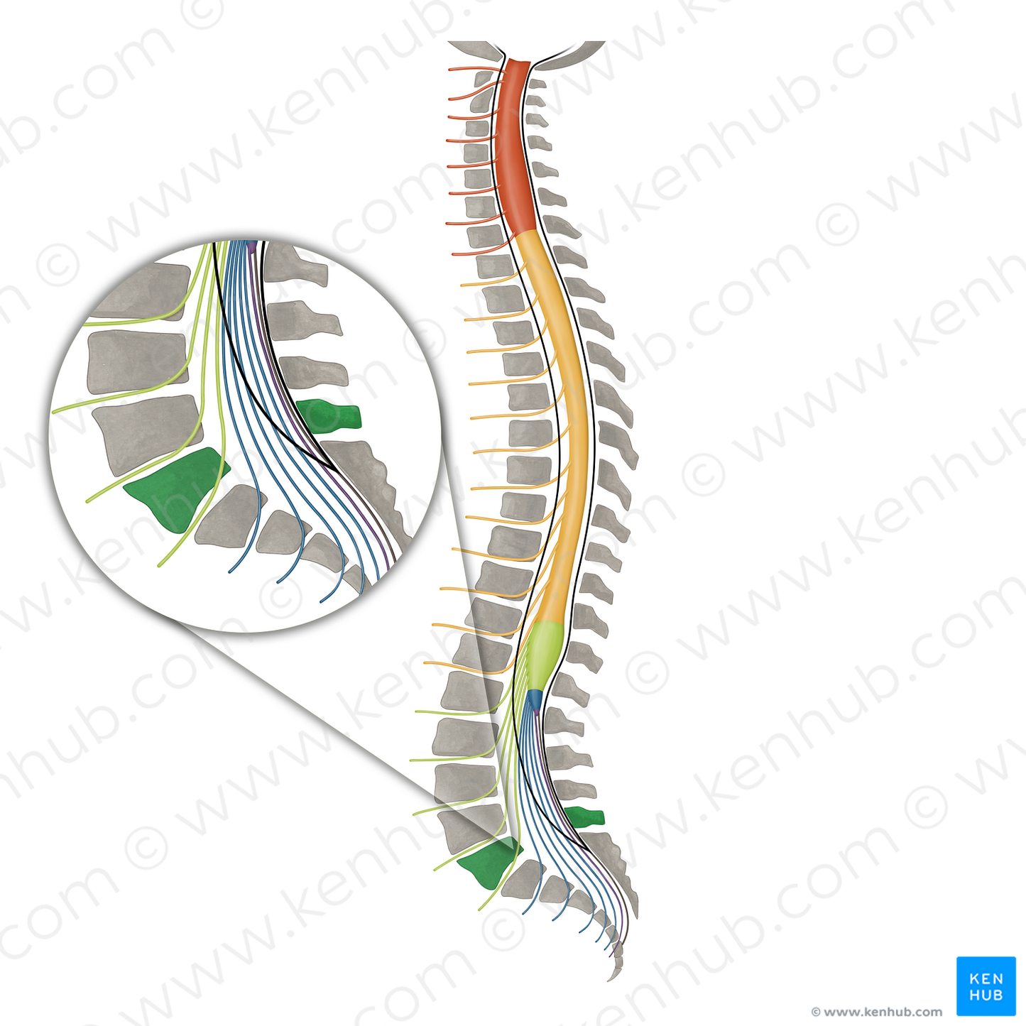 Vertebra L5 (#16420)