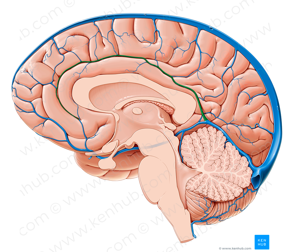 Inferior sagittal sinus (#9041)