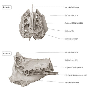 Ethmoid bone (superior and lateral views) (German)