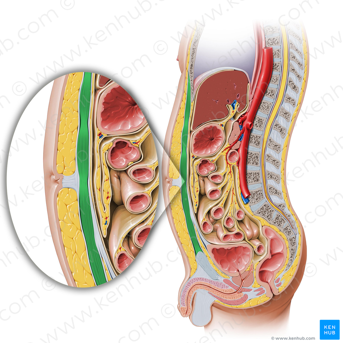 Rectus abdominis muscle (#5834)