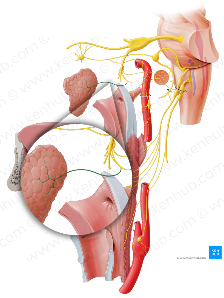 Parotid branch of auriculotemporal nerve (#8021)