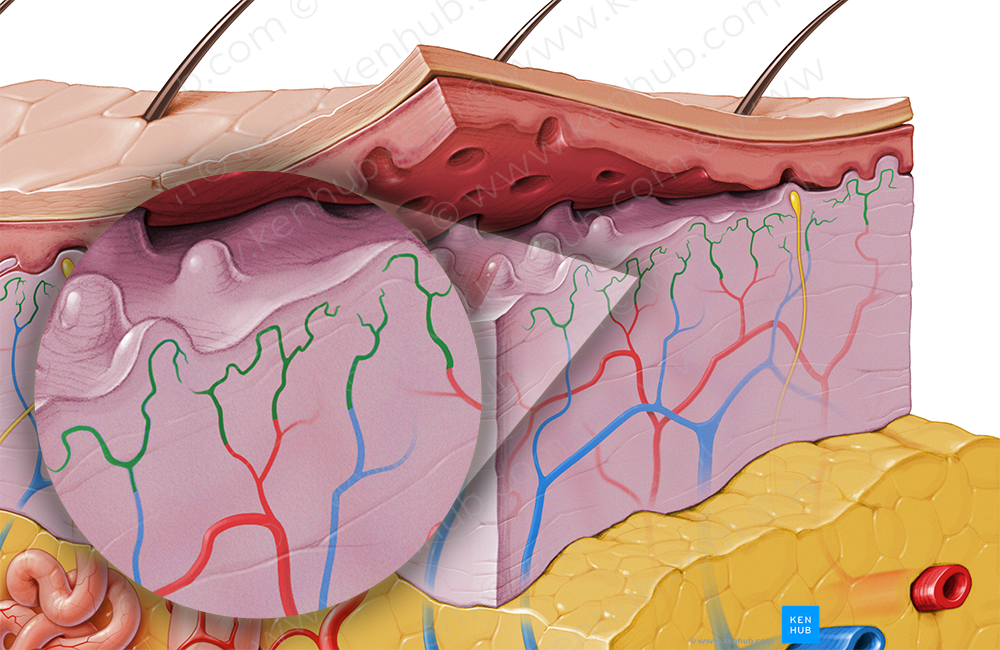 Dermal vascular plexus (#8049)