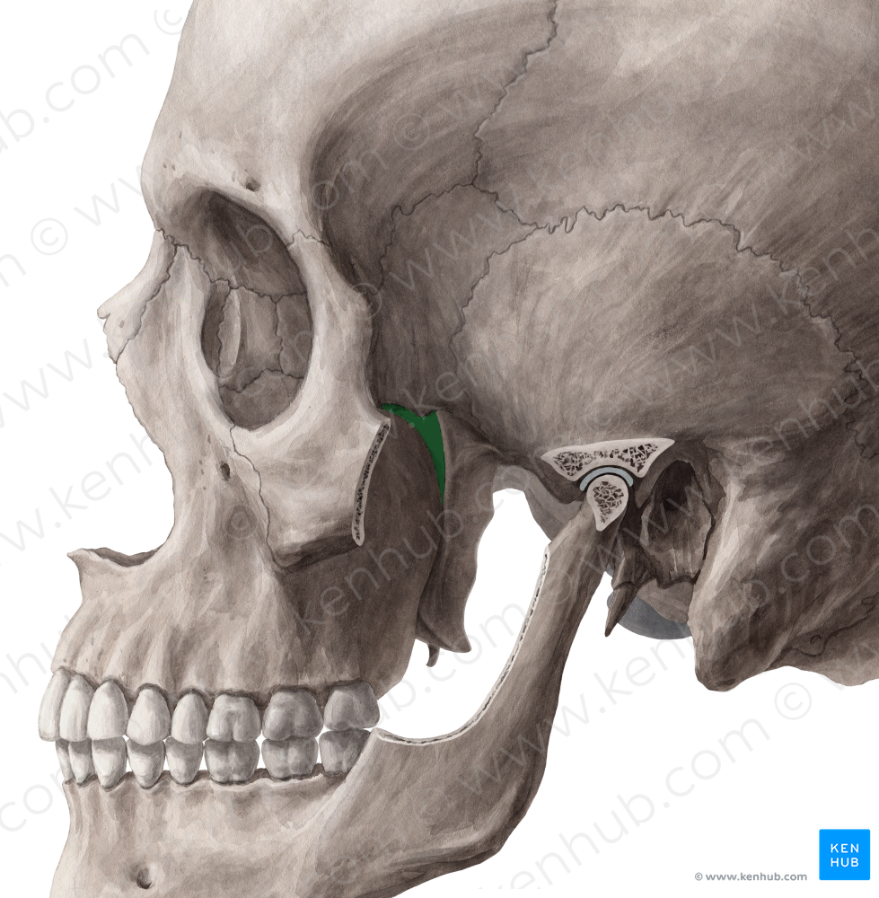 Pterygopalatine fossa (#3876)