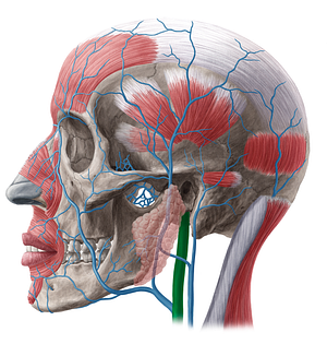 Internal jugular vein (#20168)